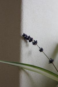 Kalkputz fein gefilzt